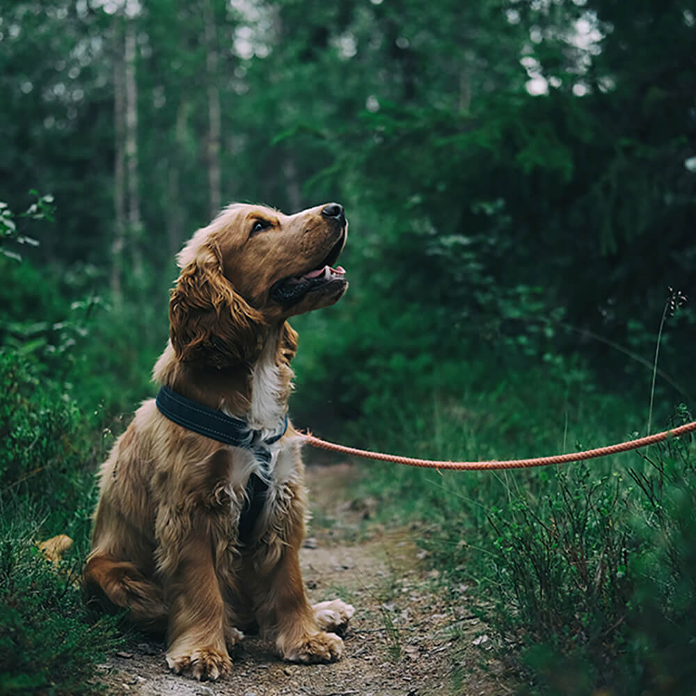 Online Puppycursus - Hondengedragscoach Lisse van de Groep
