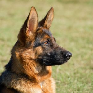 Duitse herder kijkt opzij