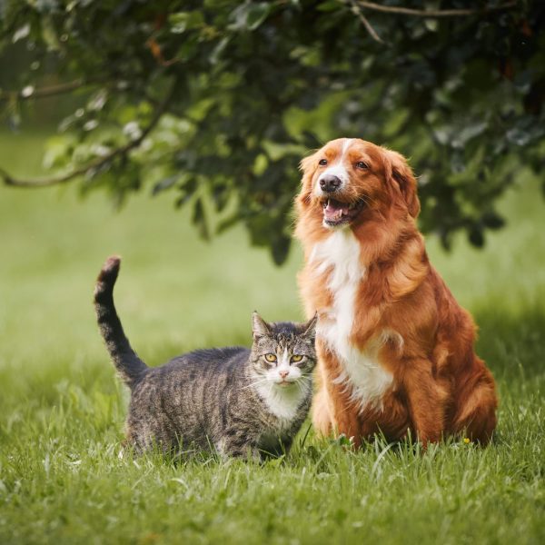 honden en katten